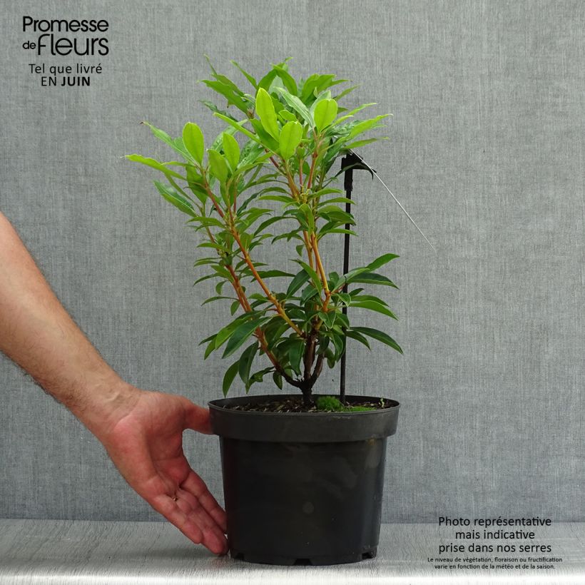 Esemplare di Kalmia latifolia Pinwheel - Alloro di montagna Vaso da 3L/4L consegnato in estate