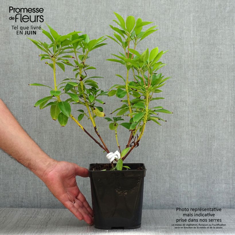 Esemplare di Kalmia latifolia Tad - Alloro di montagna Vaso da 3L/4L consegnato in estate