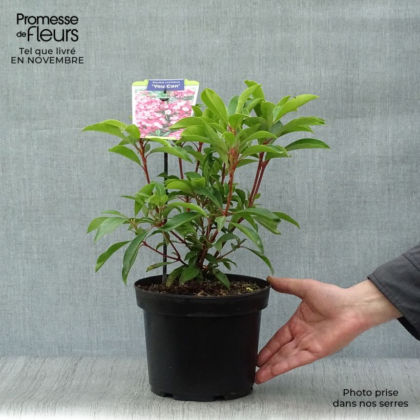 Esemplare di Kalmia latifolia You Can - Alloro di montagna Vaso da 2L/3L come consegnato in autunno