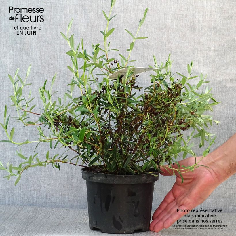 Esemplare di Kalmia polifolia Vaso da 2L/3L consegnato in estate