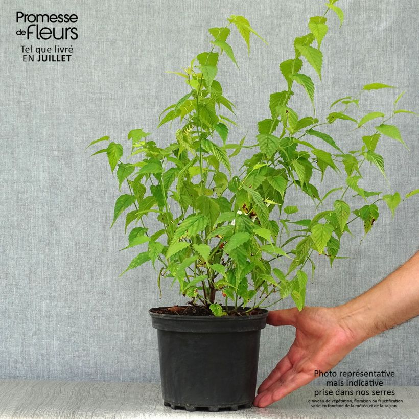 Esemplare di Kerria japonica Golden Guinea Vaso da 2L/3L consegnato in estate