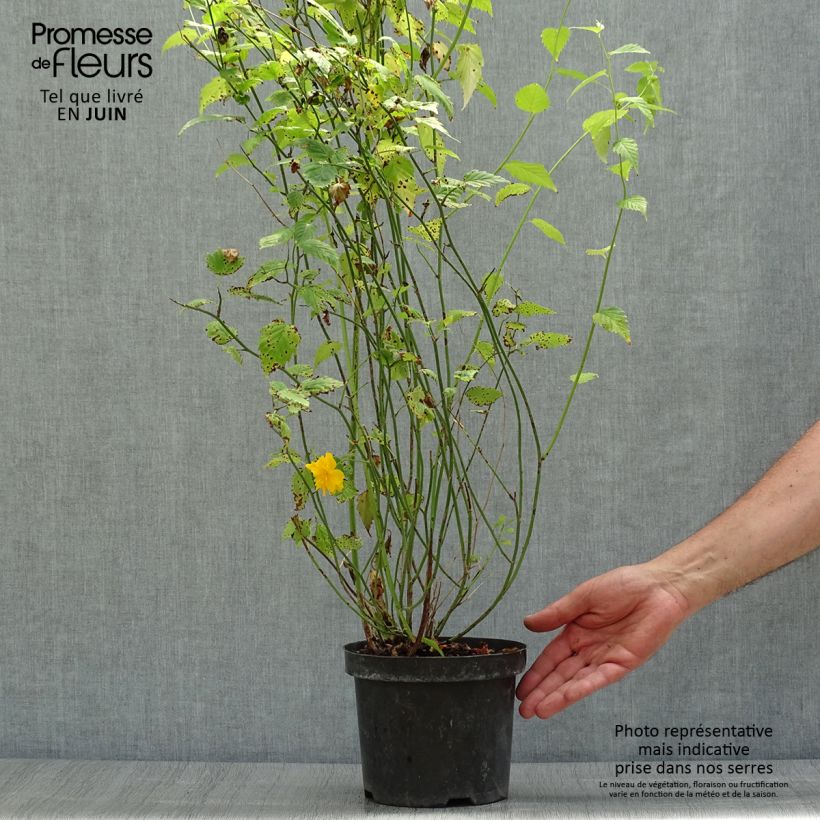 Esemplare di Kerria japonica Pleniflora Vaso da 2L/3L consegnato in estate