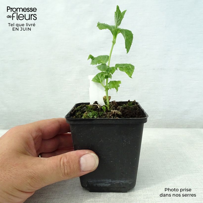 Esemplare di Kirengeshoma palmata Vasetto da 8/9 cm consegnato in estate