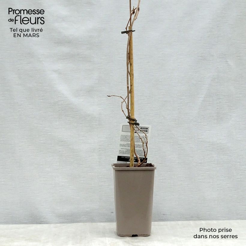 Mini kiwi Actinidia arguta Nostino Vaso da 1L/1,5LAltezza consegnata circa 30/40cm esemplare consegnato in primavera