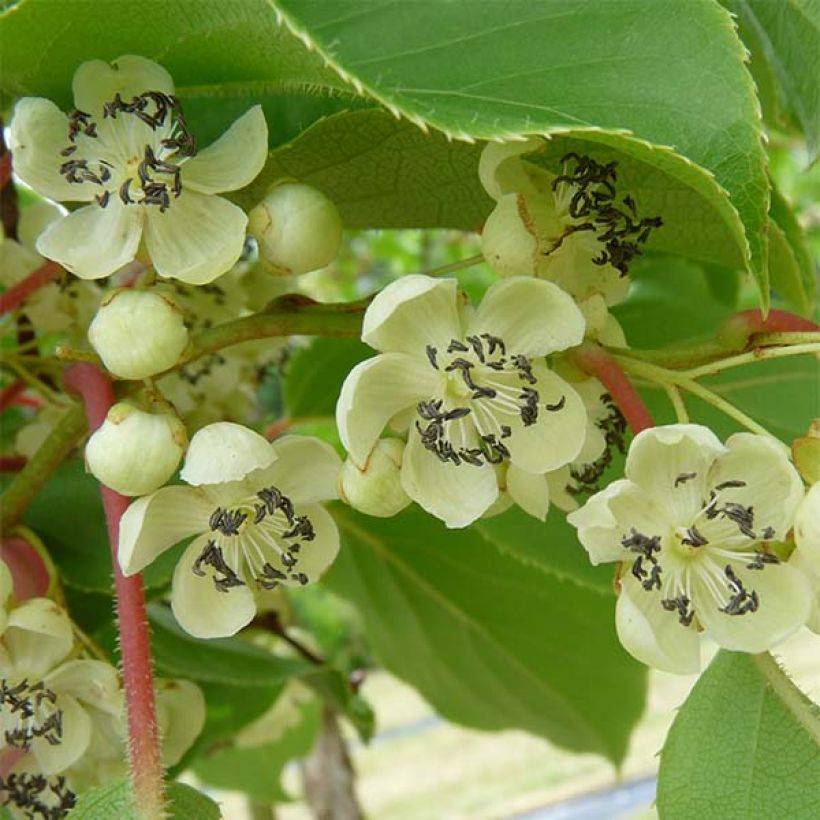 Mini kiwi Actinidia arguta Nostino (Raccolta)