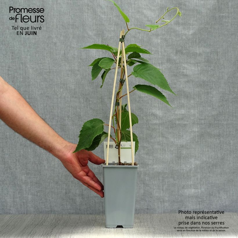 Esemplare di Kiwi Actinidia deliciosa Atlas Vaso da 1,5L/2L consegnato in estate