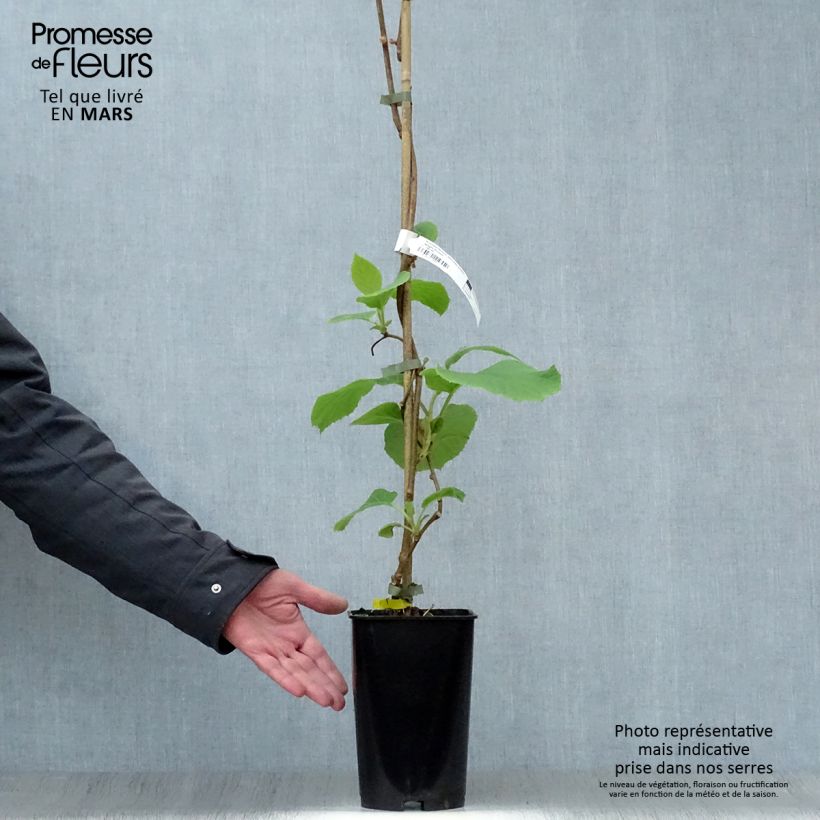 Kiwi Actinidia chinensis Golden Delight (Feminna) Vaso da 2L/3L esemplare consegnato in primavera