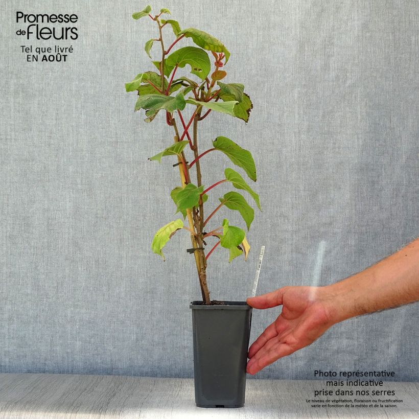 Esemplare di Kiwi Actinidia deliciosa Hayward Bio Vaso da 1,5L/2L consegnato in estate