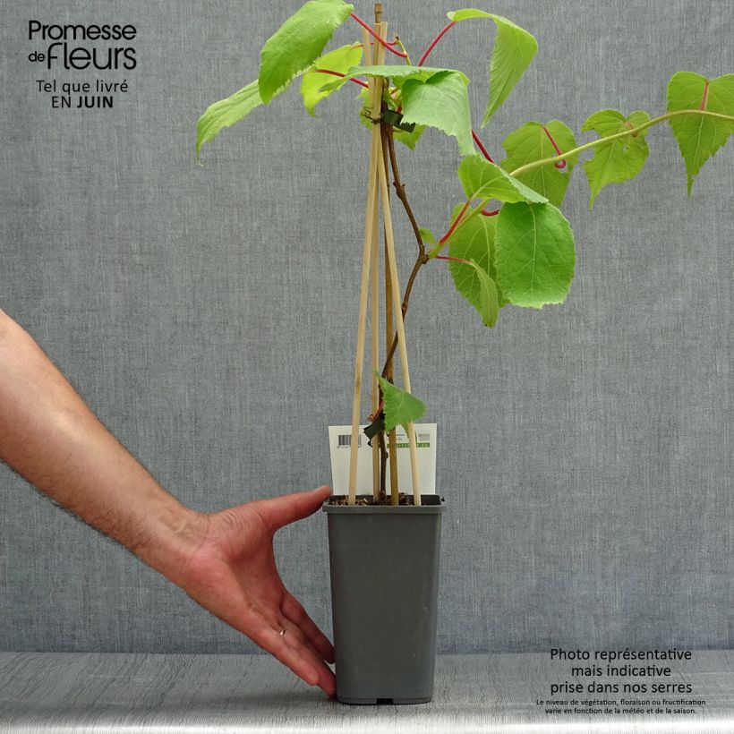 Esemplare di Kiwi Actinidia deliciosa Jenny (autofertile) Vaso da 1,5L/2L consegnato in estate