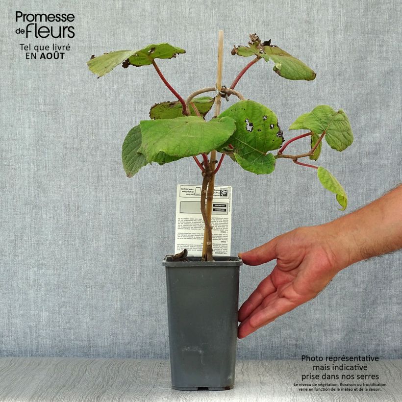 Esemplare di Kiwi Actinidia deliciosa Jenny Bio Vaso da 1,5L/2L consegnato in estate