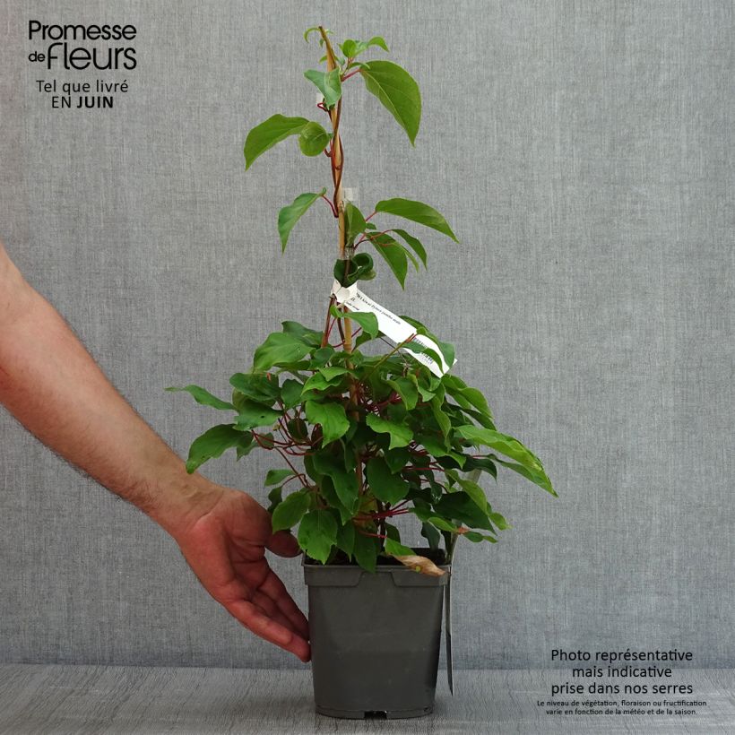 Esemplare di Mini kiwi Actinidia arguta Prince Jumbo  (maschio) Vaso da 1,5L/2L consegnato in estate