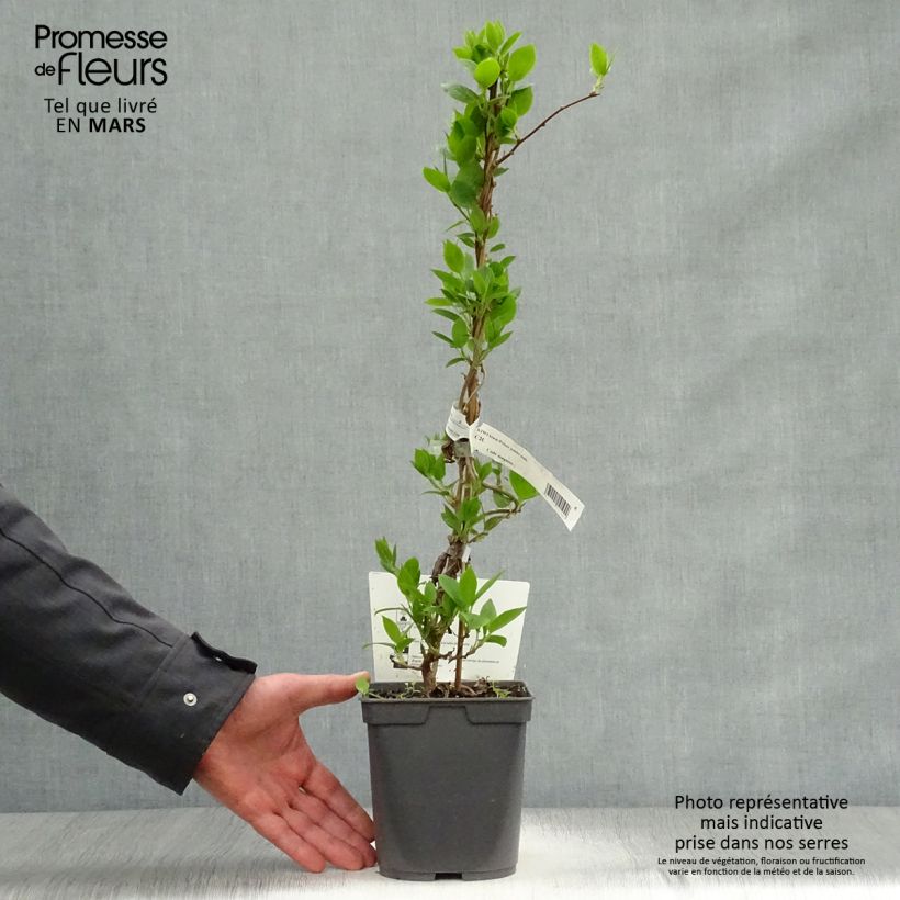 Mini kiwi Actinidia arguta Prince Jumbo  (maschio) Vaso da 1,5L/2LAltezza consegnata circa 30/40cm esemplare consegnato in primavera
