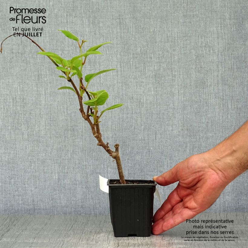 Esemplare di Kiwi Actinidia chinensis Solissimo Vasetto da 8/9 cm consegnato in estate