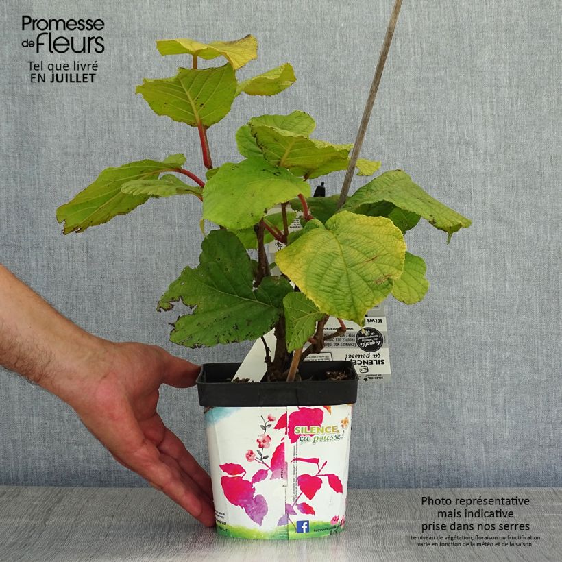 Esemplare di Kiwi Actinidia chinensis Solissimo Vaso da 1L/1,5L consegnato in estate