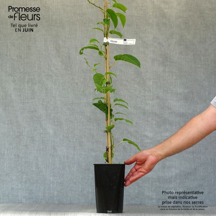 Esemplare di Mini kiwi Actinidia arguta Kokuwa Vaso da 2L/3L consegnato in estate