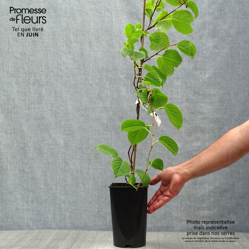 Esemplare di Mini kiwi Actinidia arguta Vitikiwi Vaso da 2L/3L consegnato in estate