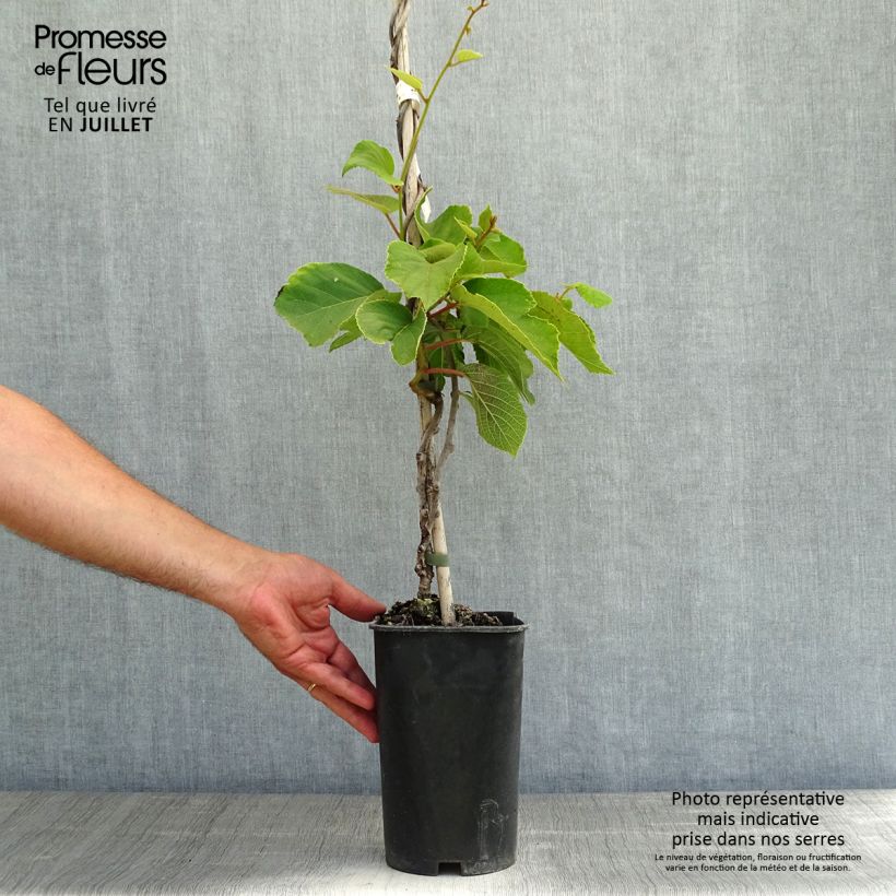 Esemplare di Kiwi Actinidia chinensis Solo Vaso da 3L/4L consegnato in estate