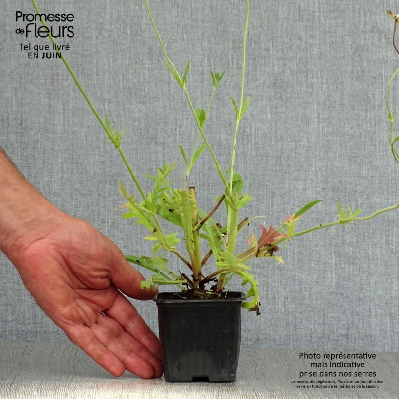 Esemplare di Knautia macedonica Vasetto da 7/8 cm consegnato in estate