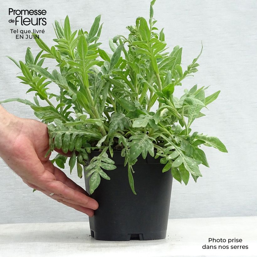Esemplare di Knautia macedonica Vaso da 2L/3L consegnato in estate