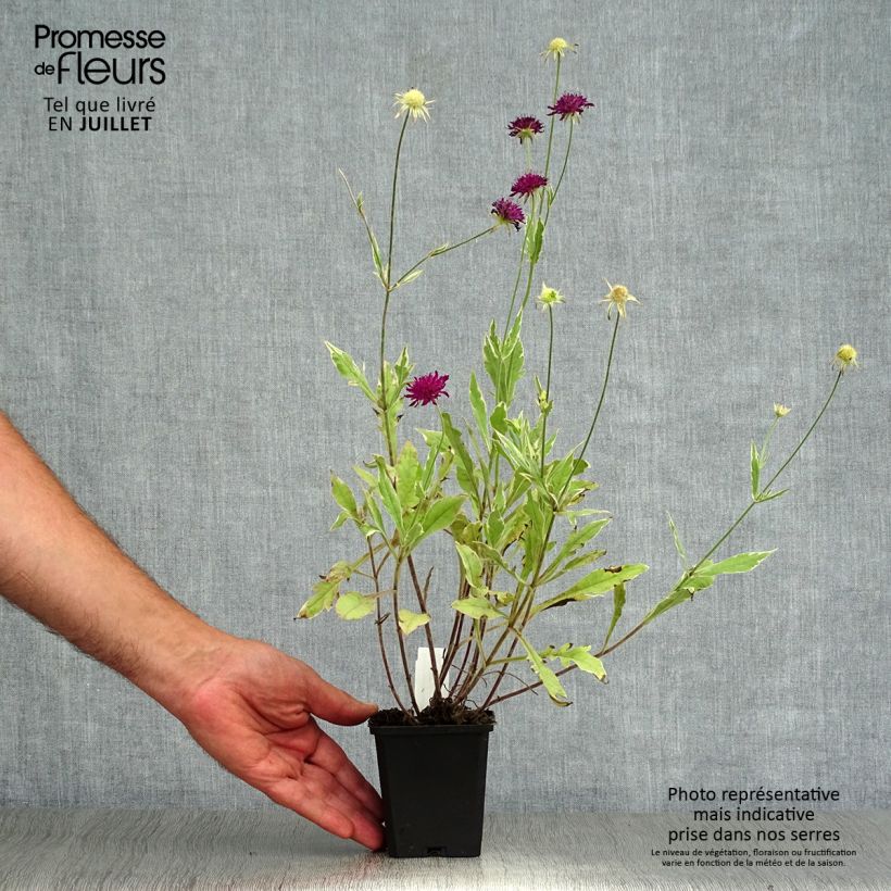 Esemplare di Knautia macedonica Thunder and Lightning Vasetto da 8/9 cm consegnato in estate