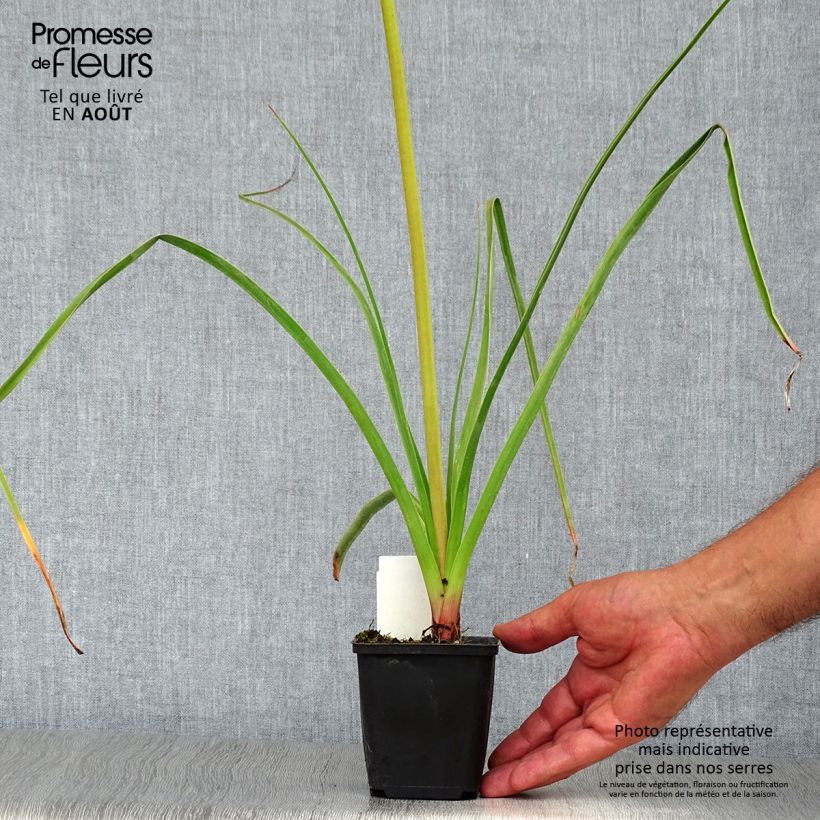 Esemplare di Kniphofia Alcazar - Giglio della torcia Vasetto da 8/9 cm consegnato in estate