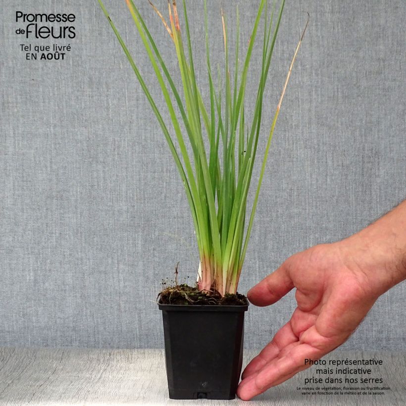 Esemplare di Kniphofia Flamenco - Giglio della torcia Vasetto da 8/9 cm consegnato in estate