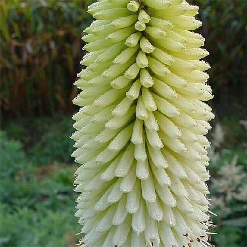 Kniphofia Ice Queen - Giglio della torcia (Fioritura)