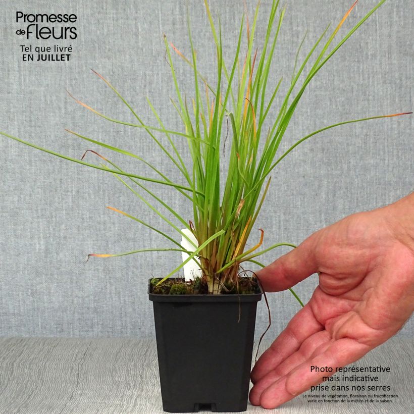 Esemplare di Kniphofia Red Rocket - Giglio della torcia Vasetto da 8/9 cm consegnato in estate