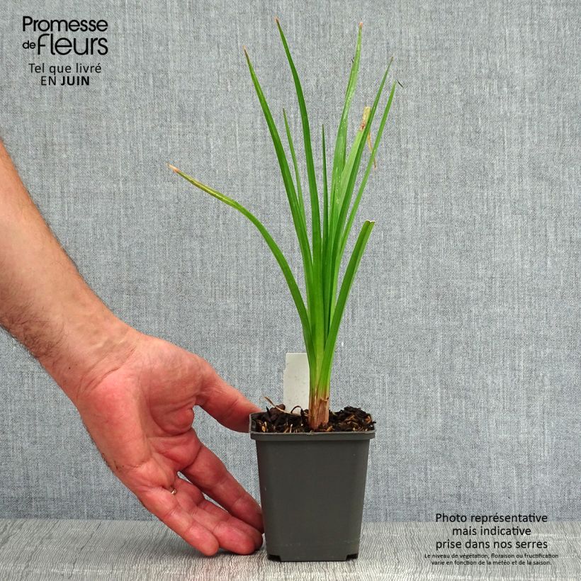 Esemplare di Kniphofia Tawny King - Giglio della torcia Vasetto da 8/9 cm consegnato in estate
