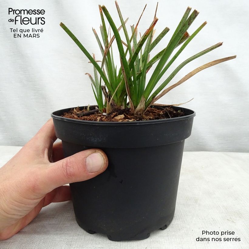 Kniphofia Tawny King - Giglio della torcia Vaso da 2L/3L esemplare consegnato in primavera