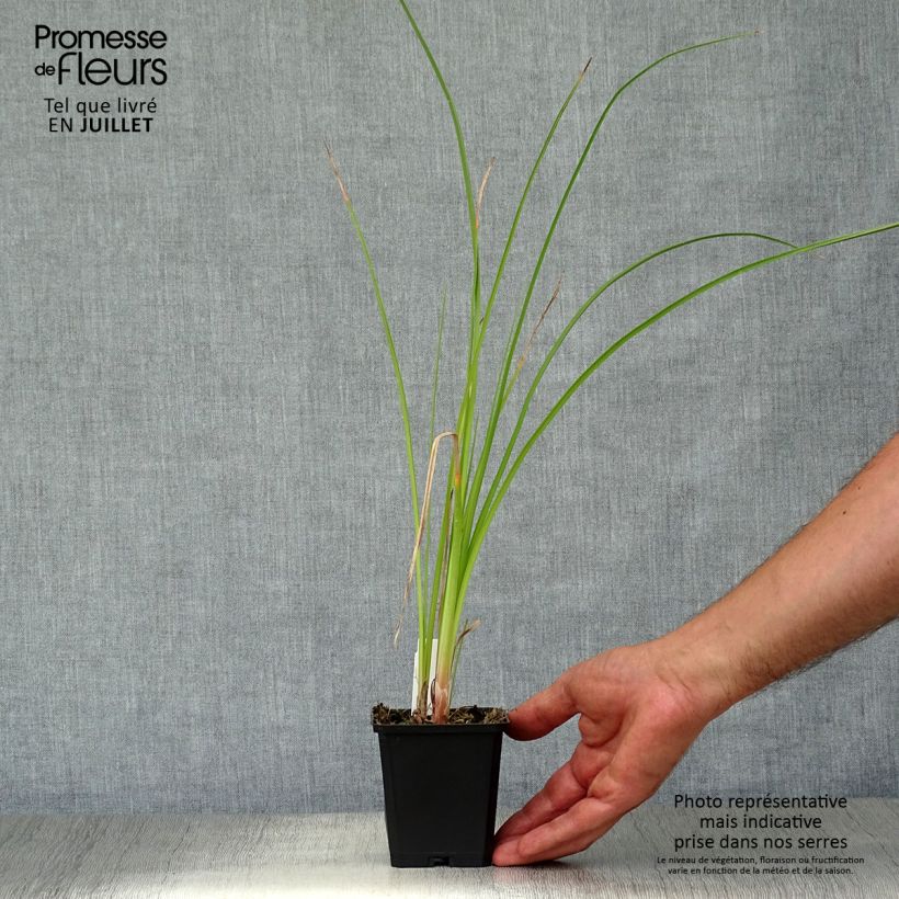 Esemplare di Kniphofia Wrexham Buttercup - Giglio della torcia Vasetto da 8/9 cm consegnato in estate