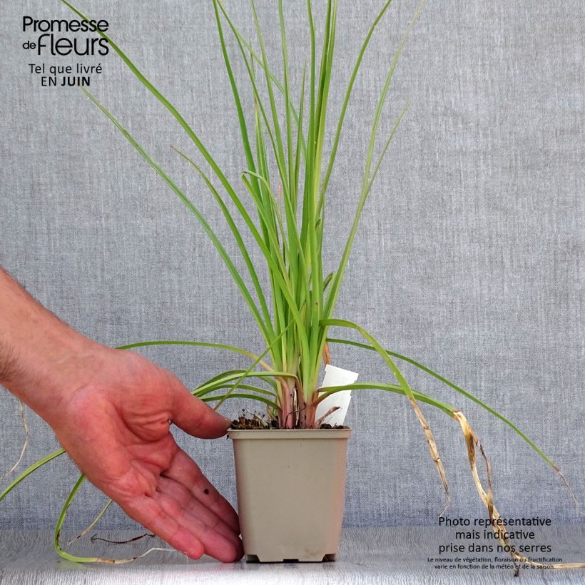 Esemplare di Kniphofia citrina - Giglio della torcia Vasetto da 8/9 cm consegnato in estate
