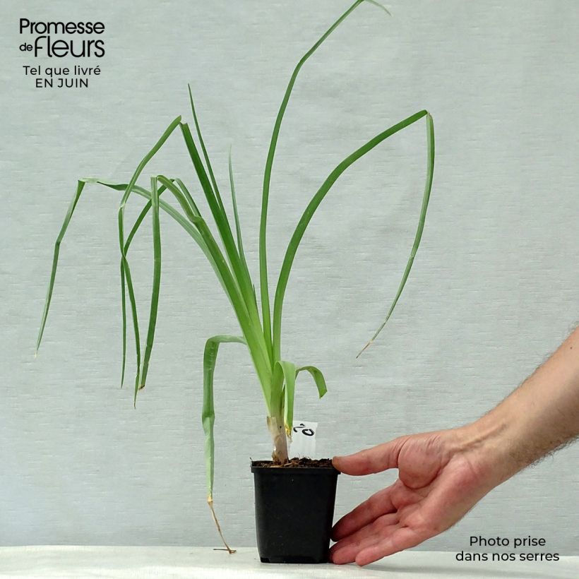 Esemplare di Kniphofia northiae - Giglio della torcia Vasetto da 8/9 cm consegnato in estate