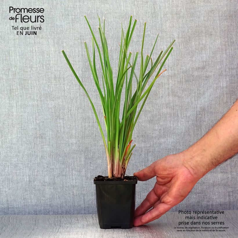 Esemplare di Kniphofia uvaria - Giglio della torcia Vasetto da 8/9 cm consegnato in estate