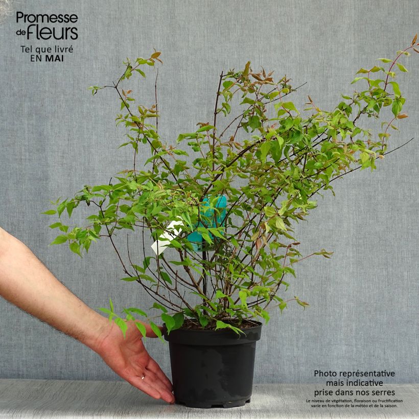 Kolkwitzia amabilis Vaso da 3L/4L esemplare consegnato in primavera