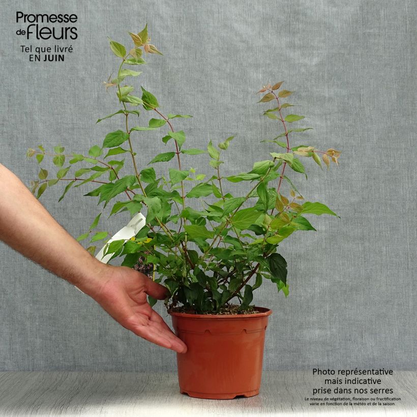 Esemplare di Kolkwitzia amabilis Pink Cloud Vaso da 3L/4L consegnato in estate