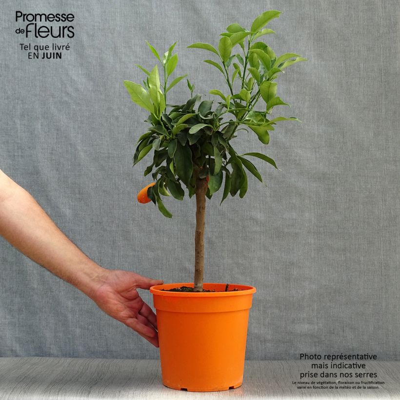 Esemplare di Citrus japonica obovata - Mandarino chinese Vaso da 4L/5L, Vaso impalcato basso consegnato in estate