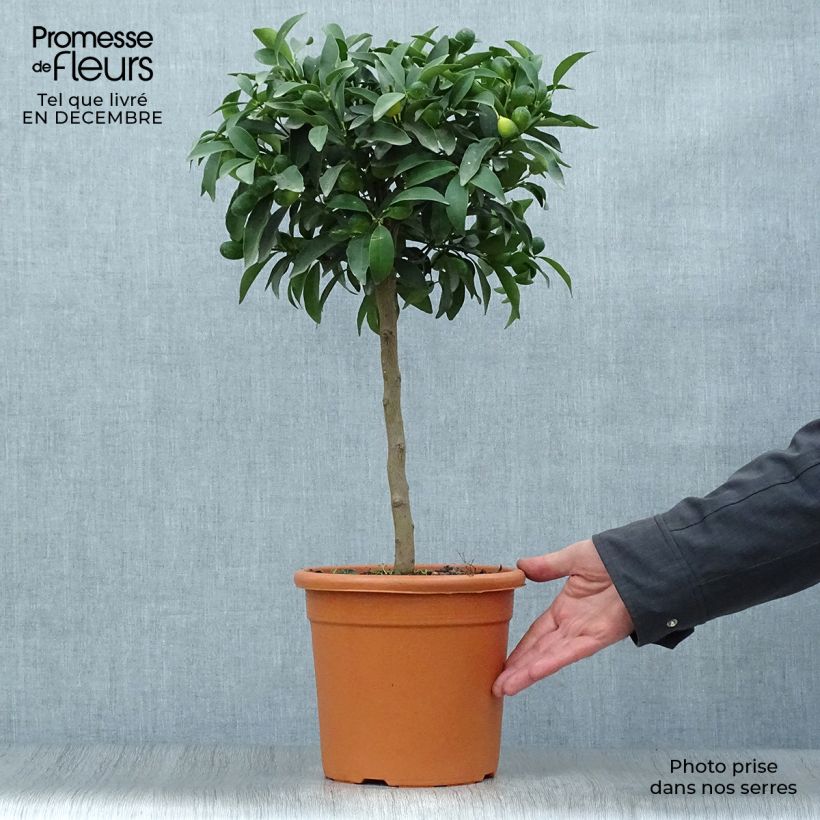 Citrus japonica - Mandarino chinese Vaso da 4L/5L, Vaso impalcato basso esemplare consegnato in inverno