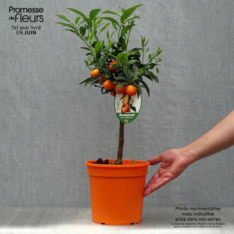 Esemplare di Fortunella margarita Nagami - Kumquat ovale Vaso da 4L/5L, Vaso impalcato basso consegnato in estate