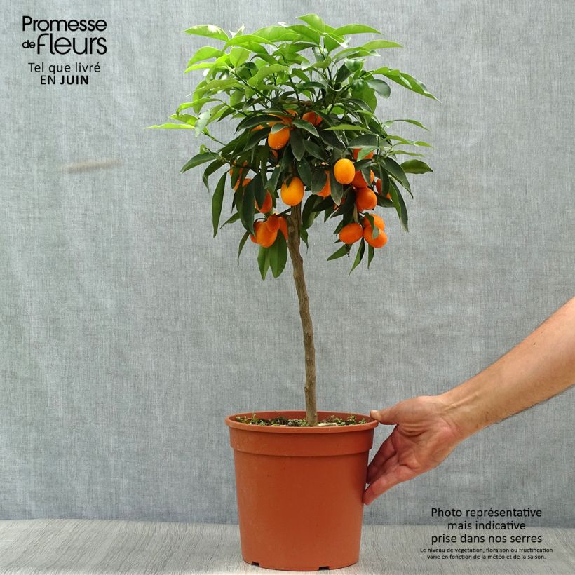 Esemplare di Fortunella margarita - Kumquat ovale Vaso da 4L/5L consegnato in estate