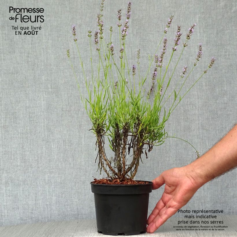 Esemplare di Lavandula intermedia Grappenhall - Lavandino Vaso da 2L/3L consegnato in estate