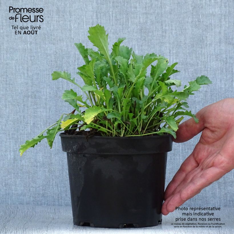 Esemplare di Leucanthemum vulgare Maikonigin - Margherita comune Vaso da 2L/3L consegnato in estate