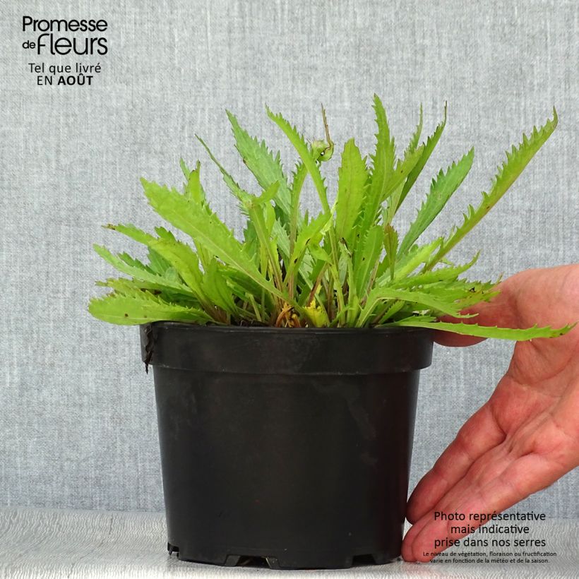 Esemplare di Leucanthemum superbum Petite Princesse d'Argent - Margherita Vaso da 2L/3L consegnato in estate