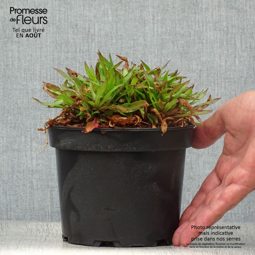 Esemplare di Lychnis flos-cuculi Jenny - Crotonella Fior di cuculo Vaso da 2L/3L consegnato in estate