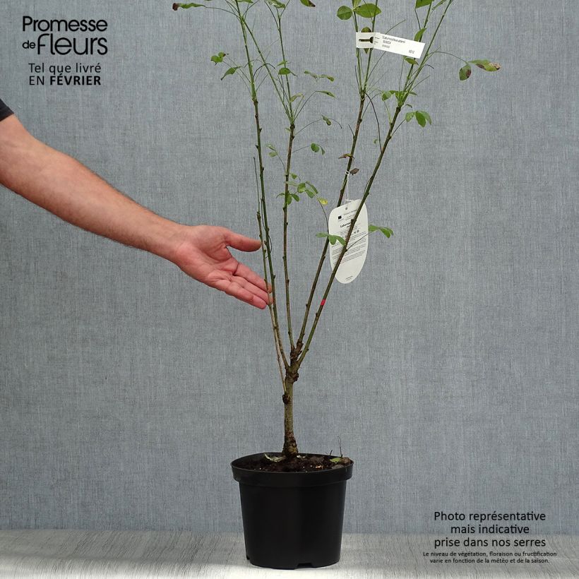 Esemplare di Laburnocytisus adamii Vaso da 4L/5L come consegnato in autunno