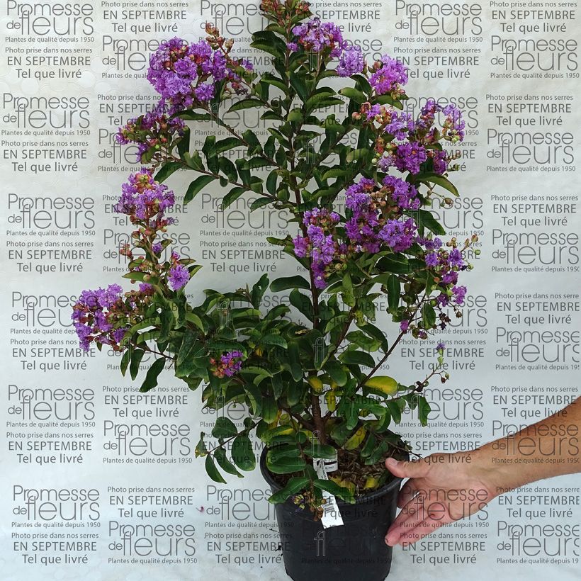 Esempio di esemplare Lagerstroemia Lilac Grand Sud - Mirto crespo Vaso da 4L/5L come consegnato