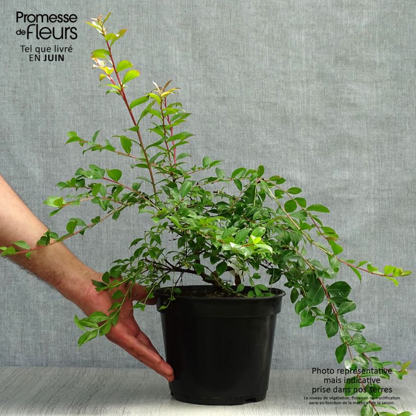 Esemplare di Lagerstroemia Mimie Fuchsia - Mirto crespo Vaso da 2L/3L consegnato in estate