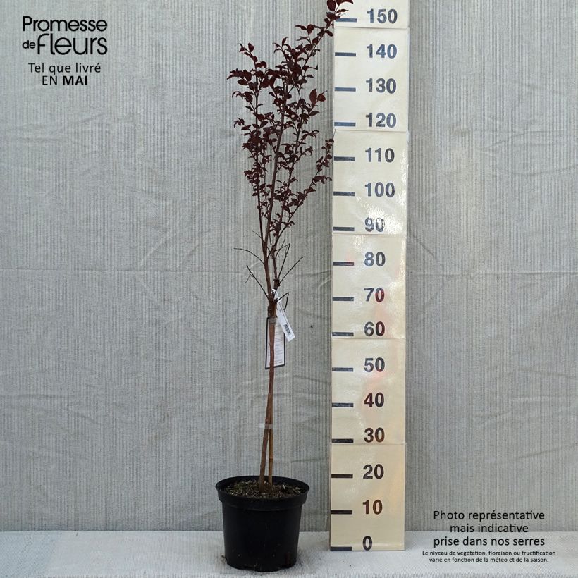 Lagerstroemia Black Diamond Lavender Lace - Mirto crespo Vaso da 7,5L/10LAltezza consegnata circa 100+cm esemplare consegnato in primavera