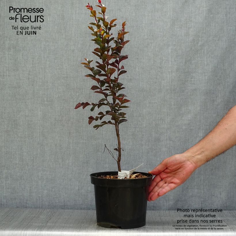 Esemplare di Lagerstroemia Black Solitaire Blush - Mirto crespo Vaso da 3L/4L consegnato in estate