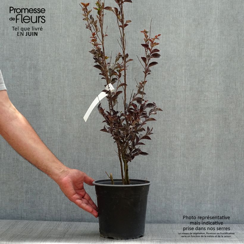 Esemplare di Lagerstroemia Black Solitaire Pure White - Mirto crespo Vaso da 3L/4L consegnato in estate